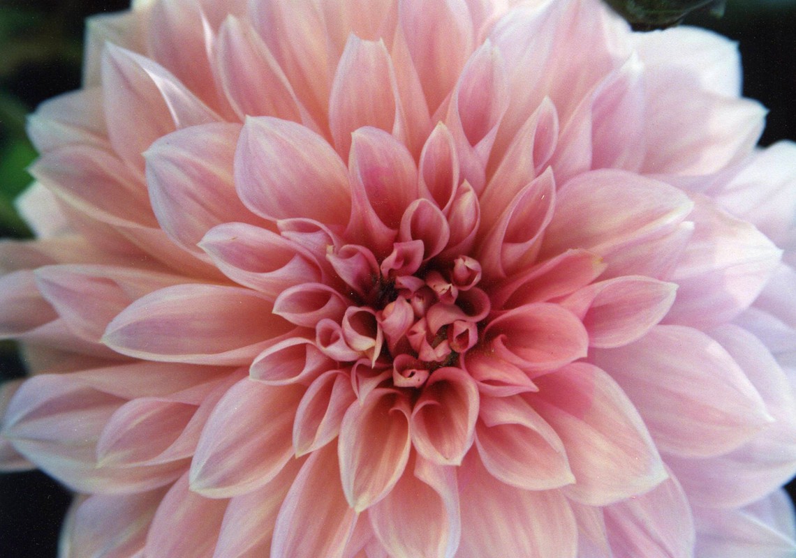 Dahlia Rosemary DeLucco Alpert