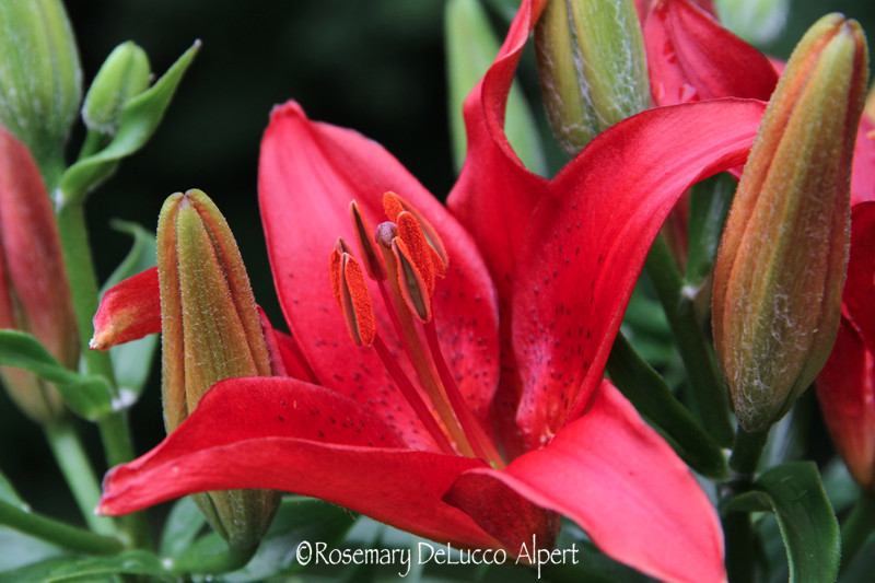 red-lilly