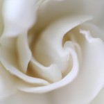 Gardenia - Rosemary DeLucco Alpert