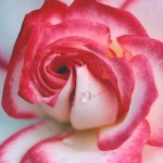 Rose - Rosemary DeLucco Alpert