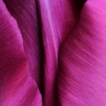 Tulip - Rosemary DeLucco Alpert