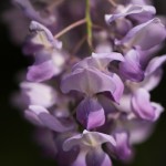 Wisteria 1