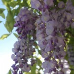 Wisteria 6 Rosemary DeLucco Alpert