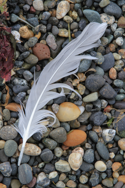 Feather~Lummi Island ©Rosemary DeLucco Alpert-2