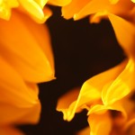Sunflower - Rosemary DeLucco Alpert