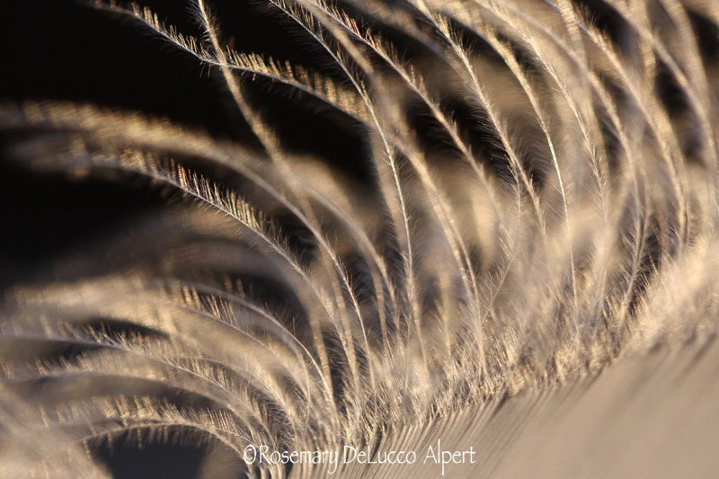feather_0