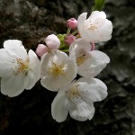 Spring Blossom - Rosemary DeLucco Alpert